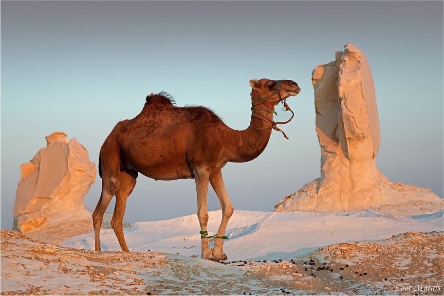 Egypt